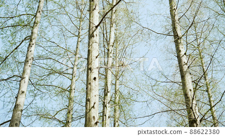 綠色森林 綠色森林 88622380