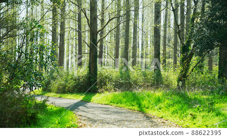 Green Forest 88622395
