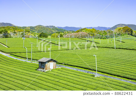 Beautiful Yame Chuo Tea Garden, a tea-producing region that represents Fukuoka Prefecture 88622431