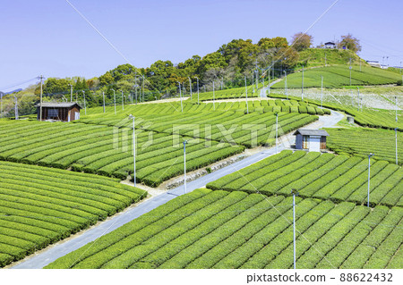 Beautiful Yame Chuo Tea Garden, a tea-producing region that represents Fukuoka Prefecture Beautiful Yame Chuo Tea Garden, a tea-producing region that represents Fukuoka Prefecture 88622432