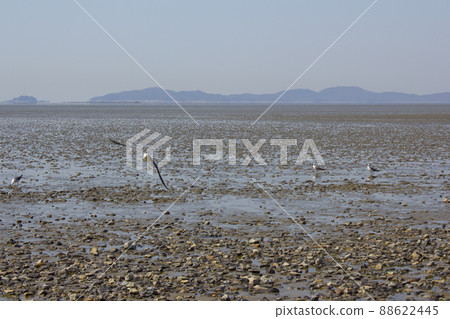 Beach Beach 88622445