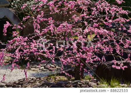 Weeping plums in a Japanese garden Weeping plums in a Japanese garden 88622533