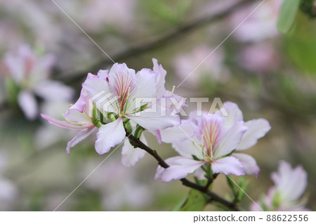 a Purple orchid tree, Bauhinia variegata is a species of plant 88622556
