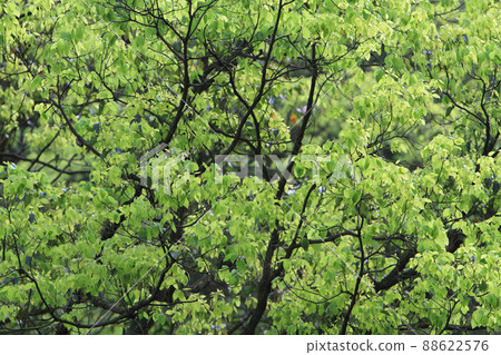 a Green leaf with water drop on black background 88622576