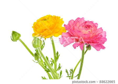 [Ranunculus] (depth synthesis) 88622665