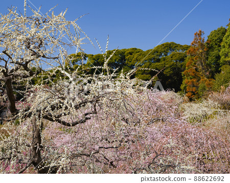 Image of plum blossoms in full bloom Image of plum blossoms in full bloom 88622692