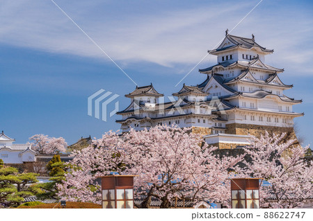 (兵庫縣)世界遺產姬路城,盛開的櫻花,從西丸看到的城堡塔 (兵庫縣)世界遺產姬路城,盛開的櫻花,從西丸看到的城堡塔 88622747