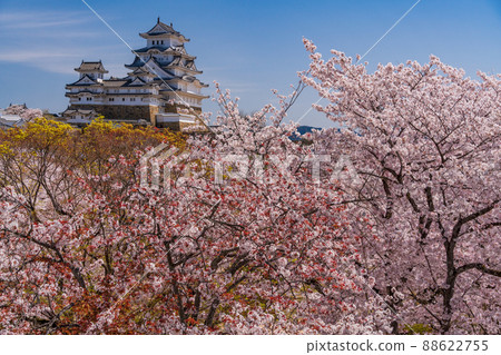 （兵庫縣）世界遺產姬路城，盛開的櫻花，從西丸看到的城堡塔 88622755