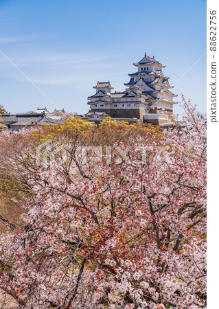 （兵庫縣）世界遺產姬路城，盛開的櫻花，從西丸看到的城堡塔 88622756