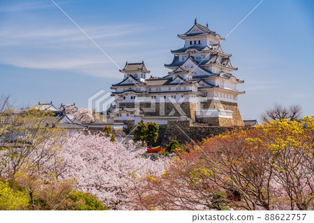 （兵庫縣）世界遺產姬路城，盛開的櫻花，從西丸看到的城堡塔 88622757