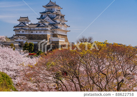 （兵庫縣）世界遺產姬路城，盛開的櫻花，從西丸看到的城堡塔 88622758