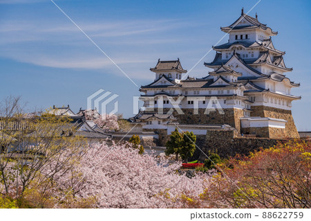 (兵庫縣)世界遺產姬路城,盛開的櫻花,從西丸看到的城堡塔 (兵庫縣)世界遺產姬路城,盛開的櫻花,從西丸看到的城堡塔 88622759