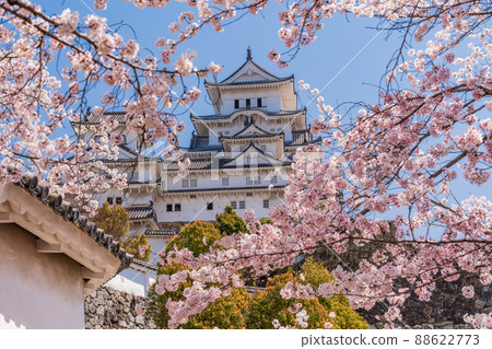 (Hyogo Prefecture) World heritage Himeji Castle, cherry blossoms in full bloom, castle tower seen from Nishimaru (Hyogo Prefecture) World heritage Himeji Castle, cherry blossoms in full bloom, castle tower seen from Nishimaru 88622773