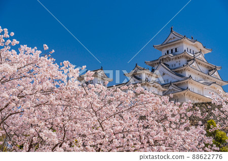(兵庫縣)世界遺產姬路城,盛開的櫻花,從西丸看到的城堡塔 (兵庫縣)世界遺產姬路城,盛開的櫻花,從西丸看到的城堡塔 88622776