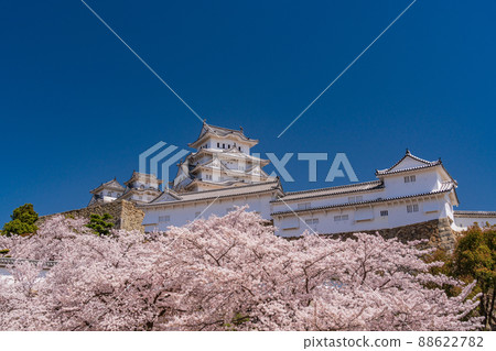 (兵庫縣)世界遺產姬路城,盛開的櫻花,從西丸看到的城堡塔 (兵庫縣)世界遺產姬路城,盛開的櫻花,從西丸看到的城堡塔 88622782