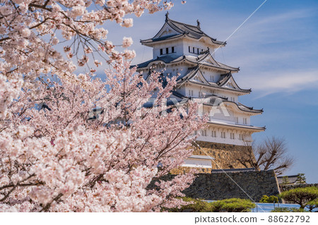 （兵庫縣）世界遺產姬路城，盛開的櫻花，從西丸看到的城堡塔 88622792