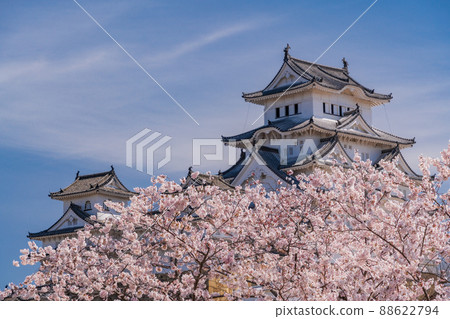 (兵庫縣)世界遺產姬路城,盛開的櫻花,從西丸看到的城堡塔 (兵庫縣)世界遺產姬路城,盛開的櫻花,從西丸看到的城堡塔 88622794