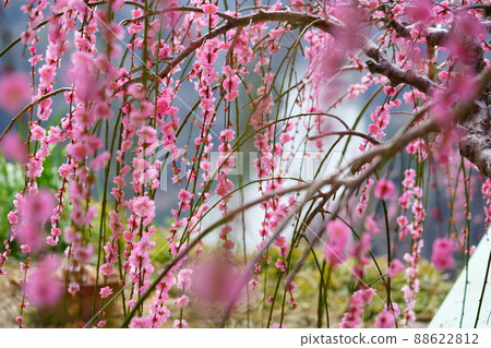 Tsukigase Plum Forest Plum Festival Tsukigase Plum Forest Plum Festival 88622812