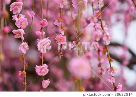 Tsukigase Plum Forest Plum Festival 88622814