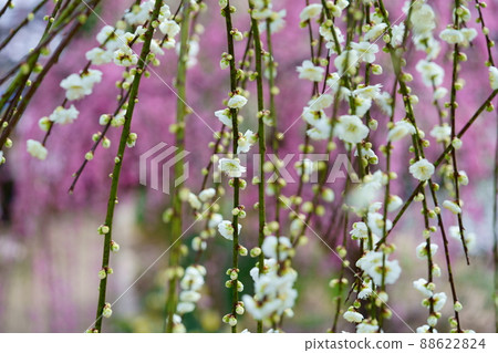 Tsukigase Plum Forest Plum Festival Tsukigase Plum Forest Plum Festival 88622824