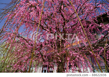 Tsukigase Plum Forest Plum Festival 88622836