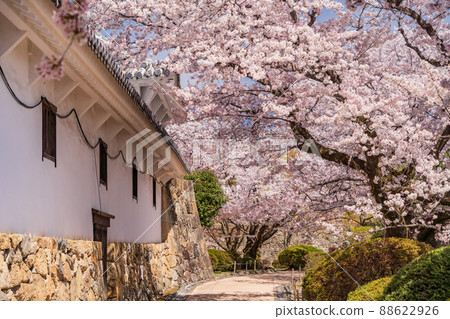 (兵庫縣)世界遺產姬路城西之丸庭園盛開 (兵庫縣)世界遺產姬路城西之丸庭園盛開 88622926