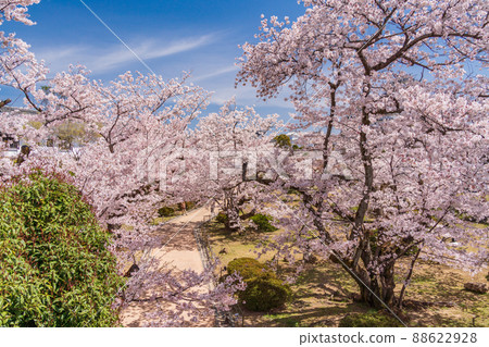 (Hyogo Prefecture) World Heritage Himeji Castle Nishinomaru Garden in full bloom 88622928