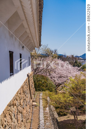 （兵庫縣）世界遺產姬路城西之丸庭園盛開 88622929