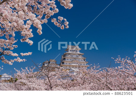 (Hyogo Prefecture) World Heritage Himeji Castle Sakura in full bloom (Hyogo Prefecture) World Heritage Himeji Castle Sakura in full bloom 88623501