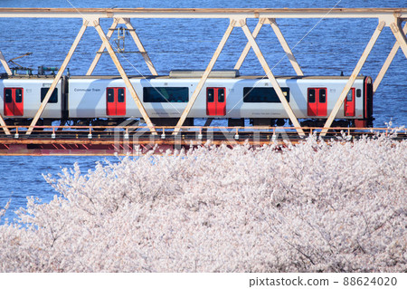815 series train crossing the cherry blossoms Ono River (JR Kyushu) 815 series train crossing the cherry blossoms Ono River (JR Kyushu) 88624020