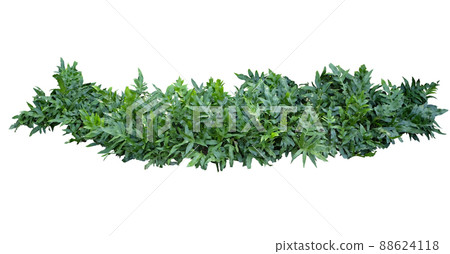 Hawaiian Fern 88624118