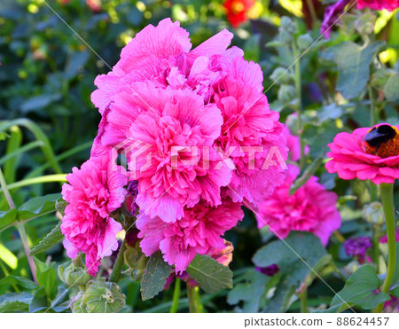 Terry flower Stock rose (Lat. Alcea rosea) or mallow of pale pink color 88624457