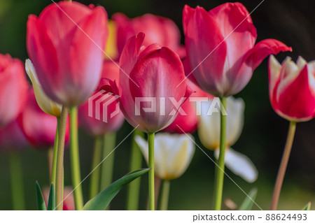 開花在春天花壇的鬱金香春天形象 88624493
