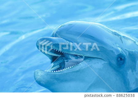 Dolphin swimming with a laughing smile 88625038