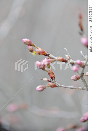 京王櫻花花蕾 京王櫻花花蕾 88625134