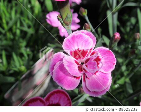 淡紅色的花朵 淡紅色的花朵 88625232