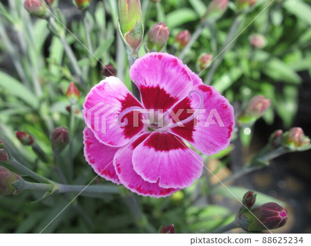 Light red flowers 88625234
