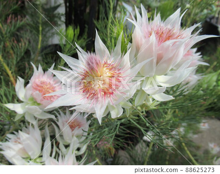 Flowers like stars 88625273