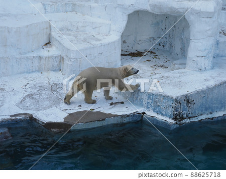 Polar bear Hou-chan Polar bear Hou-chan 88625718