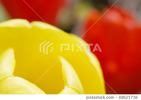 Tulip ☆ Tulip Tulip ☆ Tulip 88625736