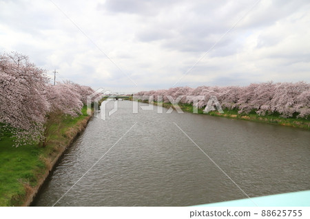 日本埼玉縣蓮田市附近的舊荒川河床春天盛開的染井吉野(櫻花)花 日本埼玉縣蓮田市附近的舊荒川河床春天盛開的染井吉野(櫻花)花 88625755