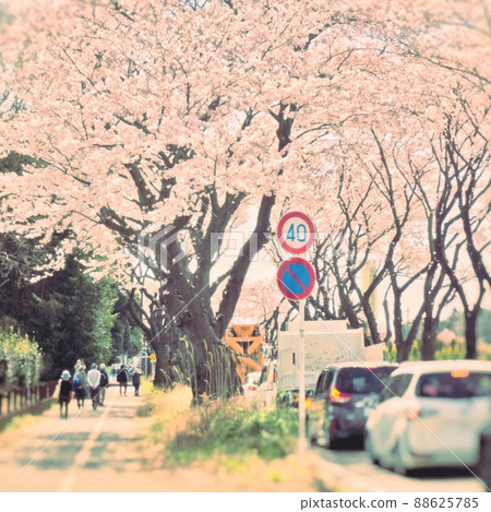 [Seya] A tree-lined road in the suburbs of the city where citizens can relax 88625785