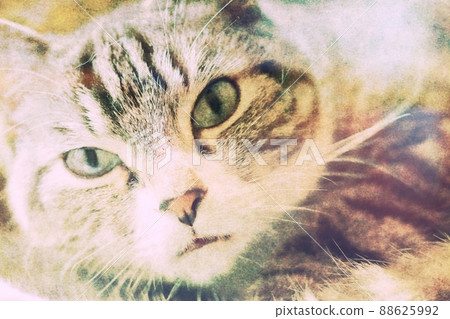 一隻貓盯著貓水彩風格的可愛、模糊的臉的特寫 一隻貓盯著貓水彩風格的可愛、模糊的臉的特寫 88625992