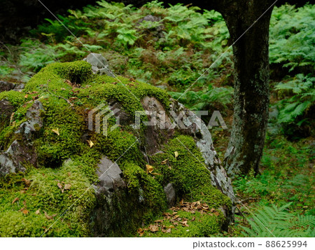 Sphagnum that grows naturally on the rocks of the sliding floor natural forest park Sphagnum that grows naturally on the rocks of the sliding floor natural forest park 88625994