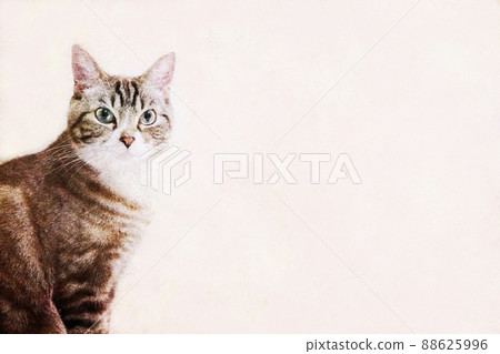 可愛的虎斑貓盯著貓背景複製空間邊緣美麗的貓繪畫風格 可愛的虎斑貓盯著貓背景複製空間邊緣美麗的貓繪畫風格 88625996