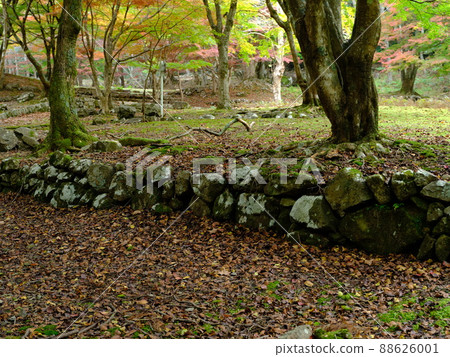 深秋滑樓天然森林公園巨樹落葉 88626001