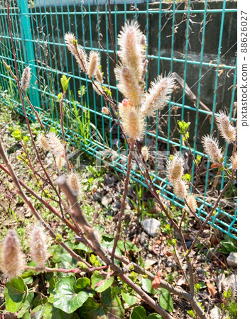貓戀人花 貓戀人花 88626027