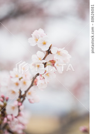 Cherry Blossom	 88626081