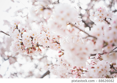 Cherry Blossom	 88626082