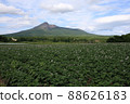 六月 北海道大沼公園馬鈴薯花和駒岳 88626183